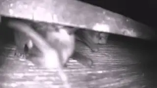 Single bat behaviour  - Audubon Starr Ranch Bats