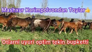 QoraBayir qulun toylar judayam arzon narxda. manabu boshqa gap 👍