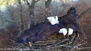 1/14/22 Obey brings in a small awkward branch