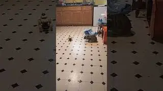 Hudini discovered my grandson's Christmas present!