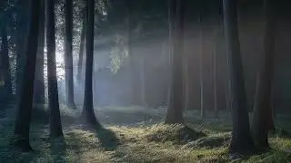 Noite na Floresta — Música Suave para Acalmar, Desacelerar e Dormir
