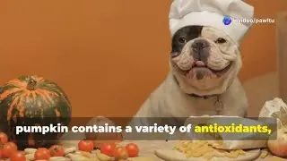 🎃 Canned Pumpkin for Pet Digestion? Natural Relief for Diarrhea & Constipation! 🐶🐱