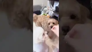 くるるん練習 #マルプー #youtubeはじめました #livestream #マルプー愛好家 #可愛い