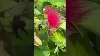 Bee loves flower #shorts #youtubeshorts