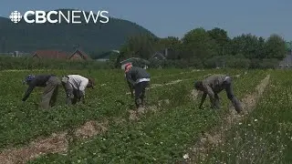 More than half of Canadians surveyed have negative view of temporary foreign workers program