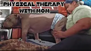 Physical Therapy With Mom 🐾❤️🐕 #adorabledog #americanbullybreed 