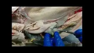 Dogfish Shark Digestive System