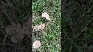 Che funghi trovare a gennaio!ecco una Fungai spettacolare di clitocybe geotropa!! @lucacorbara8231