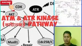 ATM-ATR KINASE(PATHWAY) | CELL CYCLE REGULATION
