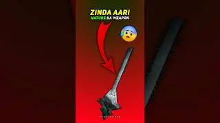 Ye Machhli Nahi&hellip; Zinda AARI Hai 😱 | Sawfish Facts | #explore #shorts #viral #facts #ytshorts
