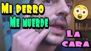 Mi perro me muerde la cara!! OMG zarolakids