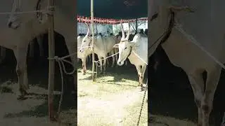 sankranthi yedla pandem in kovuru
