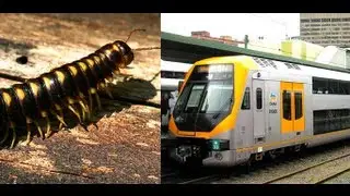 Millions of Portuguese millipedes suspected to cause Perth train crash in Australia