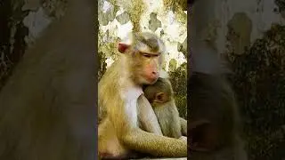 Cute Baby Monkey - Most Smart Baby Monkey In The  World