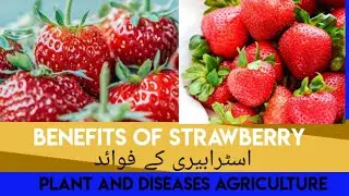 Top 10 Benefits of Strawberry/Benefits of Strawberry/Food Science Guiders