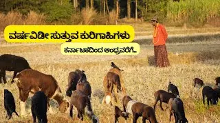 ವಲಸೆ ಕುರಿಗಾಹಿಗಳು ಮನೆಗೆ ಹೋಗದೇ ರಾಜ್ಯ ಸುತ್ತುತ್ತಾರೆ.Nomadic shepherd community roaming  across the state