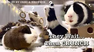 Guinea Pigs Waiting for Food 🥬 Loud Crunchy Chewing ASMR