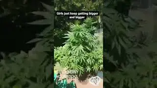 Blackberry Moonrocks outdoor grown by customer. #seeds #genetics #grow #marijuana