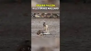 Prairie Falcon Attacks Drake Mallard