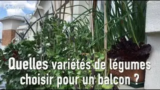 Potager urbain : quelles vari&eacute;t&eacute;s de l&eacute;gumes choisir pour son balcon ?
