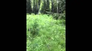 Rob goes looking for bears