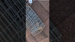 Humane Squirrel Removal: Watch Wildlife Pro's One-Way Door & Cage Trap in Action!