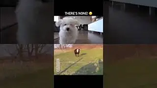 Grass Puppies 🐄 #puppies #dogshorts #animalshorts #cuteanimals #vegan #animals