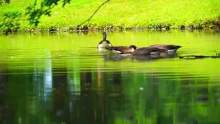 🦆 💦 DUCKS ON A LAKE sound - Relaxing nature in a park -  water sound - goose , pond duck swan bird