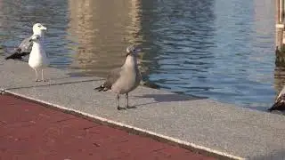 Heerman's Gull, with Ring-billed Gulls, Baltimore Inner Harbor, March 29, 2023