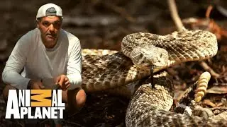 Conhe&ccedil;a a cascavel diamante ocidental | Perdido na Calif&oacute;rnia | Animal Planet Brasil
