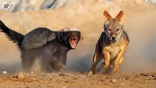 16 Most Fearless Moments of Honey Badger and Wolverine Attacking Other Animals