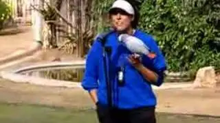 bird show at the wild animal park