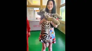 #cute #cutebaby Tiger 🐅 This is so sweet #girl baby tiger Care 😘 of Girl