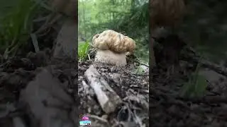 It looks like an old mushroom, doesn't it? #mushroomidentification #mushroomidentifier #mushroom
