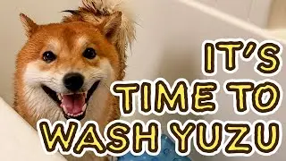 Yuzu's Bath Time