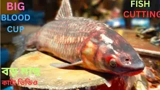 Huge Blood Carp Fish Cutting & Cleaning | Big Carp Processing Satisfying Video