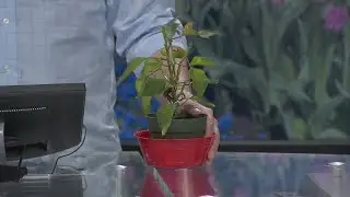 Plant Daddy: No-dig gardening, poinsettia care & more