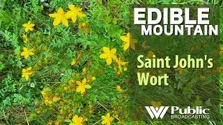 EDIBLE MOUNTAIN &mdash; St. John's Wort