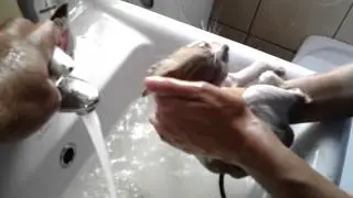 Cute stray kitten - saved and first bath