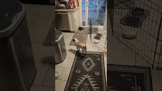 catching ability chipin vs pug