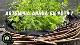 Artemisia en pot : Le secret que tout jardinier bio doit connaître ! 🌱