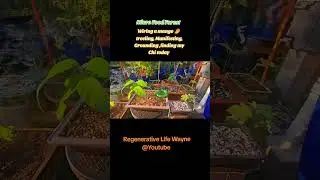 Wiring a mango 🥭 treeling grown from seed at sunrise when it's cooler finding my Chi this morning 