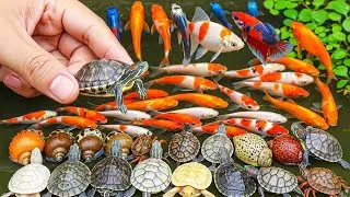 Satisfying Hand Catching Tiny Colorful Fish and Crabs