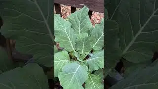 Harvesting collard greens for thanksgiving  #fallgarden #urbangirlgardening