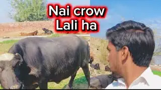Very very happy in new crow 