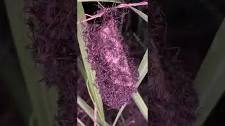 Муравьи кочевники уничтожили гнездо ос / Army ants destroying a wasp nest