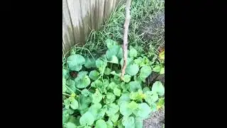 #sorrel plant ready to harvest