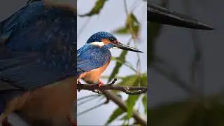 Wildlife - Birds of Jabalpur - Part 3 - Jabalpur Birdwatching Guide | Most Common Birds You Can Spot