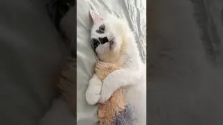 Lazy Kitty Plays and Licks Two Fuzzy Toys at Once  #cat