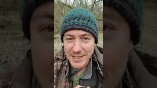 Зачем я пишу голоса птиц? #shorts #голосаптиц